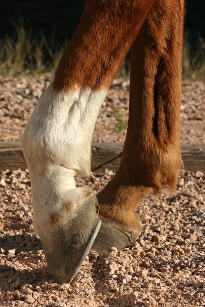 Horse Hooves